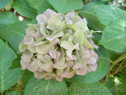 Hydrangea Aged 